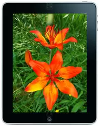 相冊 Apple iPad Wi-Fi 32 GB