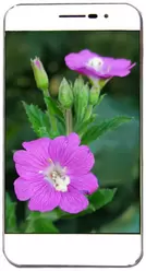 The photo gallery of Coolpad ivvi K1 mini